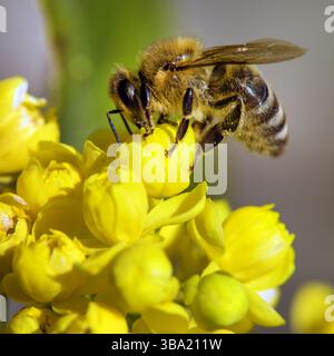 Particolare di ape o di ape in latino Apis mellifera, europeo o occidentale ape miele seduta sul fiore giallo Foto Stock
