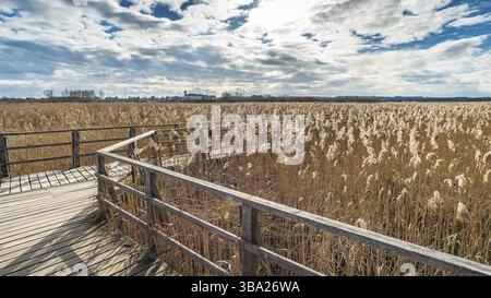 Fantastica giornata presso il sito naturale di Federsee, patrimonio mondiale dell'umanità, vicino a Bad Buchau, alta Svevia, Germania, Europa Foto Stock