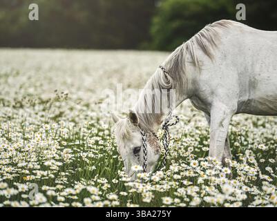 Bianco cavallo arabo pascolo su prato foresta con molti fiori di margherita selvaggi Foto Stock