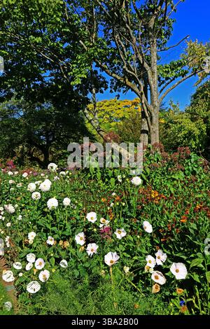 Un colorato paesaggio boschivo posto sotto un cielo blu Foto Stock