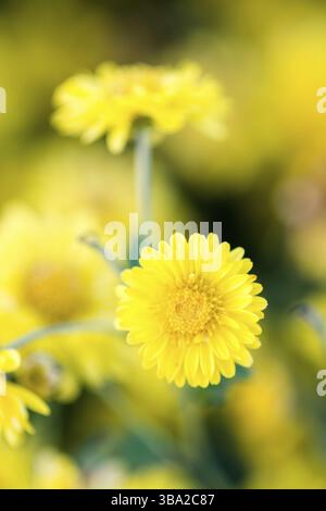 Crisantemo giallo fiori, crisantemo nel giardino. Fiore sfocato per lo sfondo, piante colorate Foto Stock