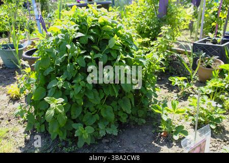 Fiorente balsamo di limone (Melissa officinalis) pianta in un giardino soleggiato, con foglie verdi lussureggianti che formano un tumulo denso e profumato Foto Stock