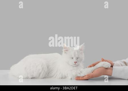 Mani femminili che tengono la zampa del gatto sul tavolo su sfondo chiaro Foto Stock