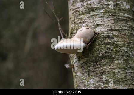 Fomitopsis betulina (precedentemente Piptoporus betulinus), comunemente noto come il polipo di betulla, staffa di betulla, o strop di rasoio, è un fungo comune della staffa Foto Stock