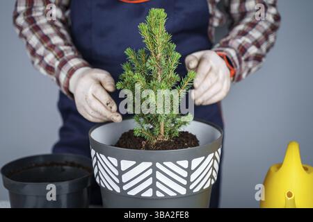 Mani di giardiniere maschile trapianto di piccolo abete in vaso nuovo in studio su sfondo grigio. Giardinaggio e cura di piante domestiche. Casa trapiantando Foto Stock
