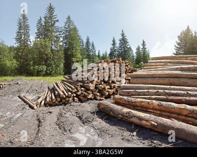 Cumulo di tronchi di legno raccolti nella foresta, alberi con cielo blu sopra lo sfondo, Podbanske, Slovacchia, Europa Foto Stock