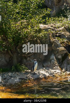 Animali dello zoo di Schönbrunn, a Vienna, Austria animali selvatici incredibile vita in uno zoo. Il nome locale è Tiergarten Schönbrunn Foto Stock