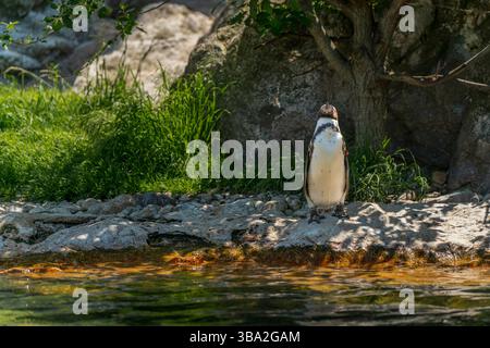 Animali dello zoo di Schönbrunn, a Vienna, Austria animali selvatici incredibile vita in uno zoo. Il nome locale è Tiergarten Schönbrunn Foto Stock