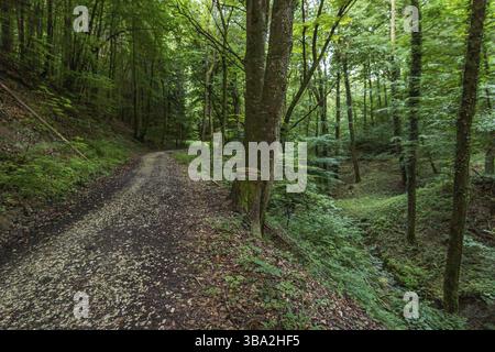 Sul meraviglioso sentiero escursionistico a lunga percorrenza, Seegang sul lago di Costanza, Germania, Europa Foto Stock