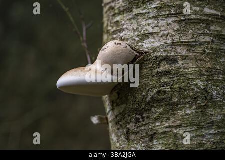 Fomitopsis betulina (precedentemente Piptoporus betulinus), comunemente noto come il polipo di betulla, staffa di betulla, o strop di rasoio, è un fungo comune della staffa Foto Stock