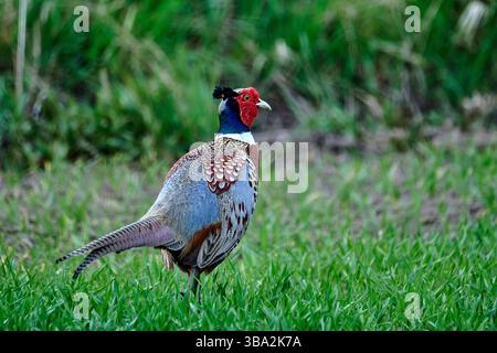 Fagiano Foto Stock