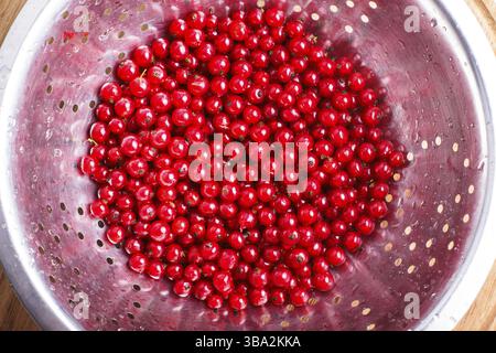 Frutti di ribes rossi nel colino metallico Foto Stock