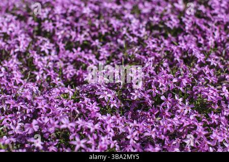 Foto con profondità di campo ridotta, solo pochi fiori a fuoco, fiori phlox rosa illuminati dal sole. Fondo di giardino fiorito di primavera astratto, Liptovsky Hradok, Foto Stock