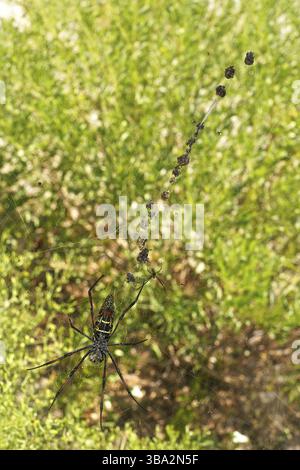 Ragno tessitrice di orbe dorate con le gambe rosse - Nephila inaurata madagascariensis, appoggiata sul nido, sole su cespugli offuscati sullo sfondo, Anakao, ma Foto Stock