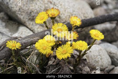 Gruppo di piccoli coltsfoot gialli luminosi - Tussilago farfara - fiori che crescono vicino a rocce rotonde bianche, dettaglio macro primo piano Foto Stock