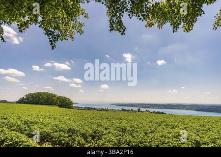 Fantastica escursione vicino a Sipplingen sul lago di Costanza con viste meravigliose e misteriose gole Foto Stock