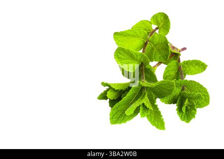 I rametti di menta con vegetazione lussureggiante sono disposti in modo ordinato sul bianco, la loro bellezza naturale e la loro freschezza sono chiaramente visibili. Foto Stock