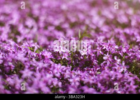 La profondità di campo di una foto, solo pochi fiori in focus, rosa phlox blossoms illuminato da sun. Molla di astratta giardino fiorito sfondo, spazio per il testo in Foto Stock