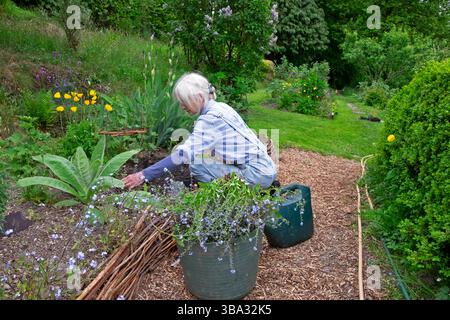 Giardiniere anziano donna di 70 anni 70 anni giardinaggio maggio giardino primaverile diserbando oltre i loro migliori dimenticatemi nots nel confine erbaceo Galles Regno Unito KATHY DEWITT Foto Stock