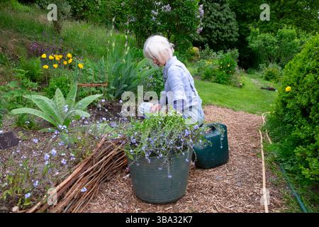 Donna anziana che indossa salopette giardinaggio nel giardino primaverile piantando piccole piante nel confine erbaceo Carmarthenshire Galles Regno Unito KATHY DEWITT Foto Stock