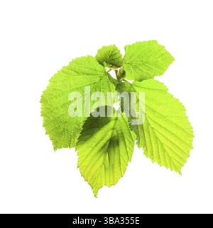 Foglie verdi isolate sul bianco per il design a molla Foto Stock
