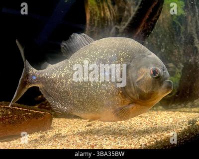 Pesci carnivori piranha dal panciotto rosso Pygocentrus nattereri in acquario presso lo zoo di Sofia, Sofia Bulgaria, Europa orientale, Balcani, UE Foto Stock