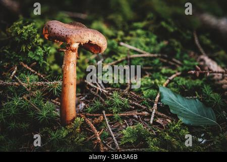 Armillaria ostoyae o solidipes è una specie di fungo vegetale-patogeno Funghi della famiglia Physalacriaceae Foto Stock