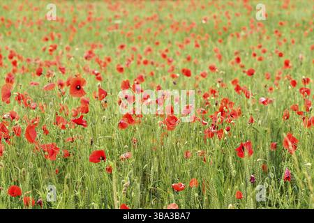 Many bright red poppies growing in unripe wheat field, Ruzomberok, Slovakia, Europe Foto Stock