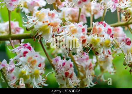 Delicati grappoli di fiori rosa e bianchi fioriscono su un ippocastano in primavera. I vivaci petali creano un'incredibile visualizzazione su un rigoglioso gr Foto Stock