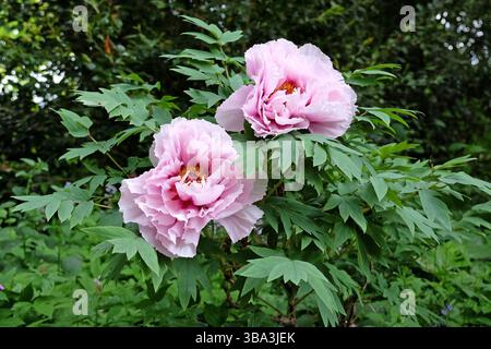 Pink Paeonia x suffruticosa, conosciuta anche come una peonia d'albero in fiore. Foto Stock