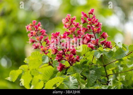 fiori vivaci e foglie di castagno rosso nel parco in primavera. Fiori comuni di castagno Foto Stock