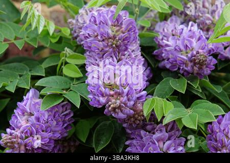 Purple Wisteria frutescens, American Wisteria, «Longwood Purple» in fiore. Foto Stock