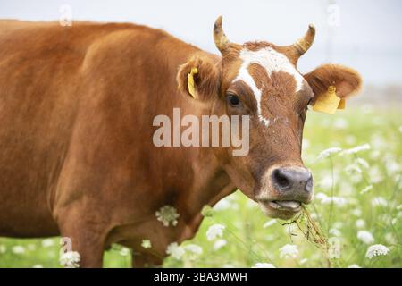 Una mucca pascolò in un prato fiorito e guardò la macchina fotografica Foto Stock