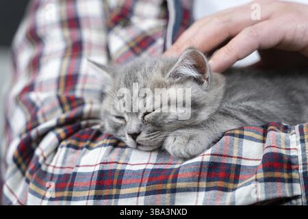 Il gattino grigio scozzese ad orecchie dritte dorme nelle braccia del proprietario di casa. Purosangue carino gatto britannico cade addormentato nelle mani di giovane uomo. Uomo e. Foto Stock