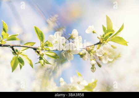 La molla tecnica di sfondo con il bianco di fiori di ciliegio. Natura bella scena con albero in fiore e sun flare. Giornata di sole. Fiori di Primavera. Bella Orchard Foto Stock