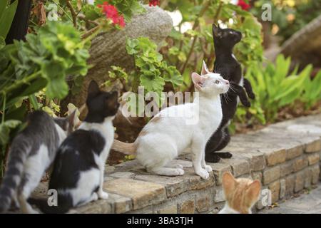 Gruppo di gatti randagi, che guardano in alto con la testa, in attesa di un po' di cibo da buttare, parco delle foglie verdi sullo sfondo, Lapta, Cipro, Europa Foto Stock