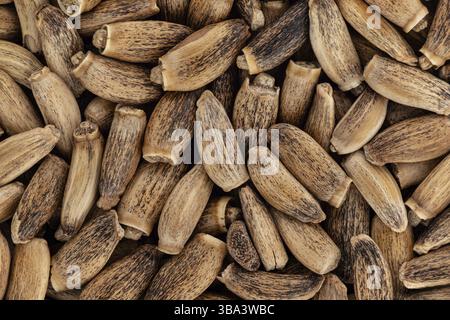 Mucchio di semi di cardo di latte benedetto - Silybum marianum - closeup microscopia dettaglio dall'alto, larghezza immagine 23mm Foto Stock