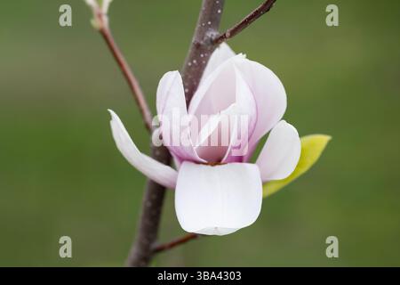 Una macro fotografia di un piattino bianco e rosa magnolia, Magnolia x soulangeana, che fiorisce in primavera. Foto Stock