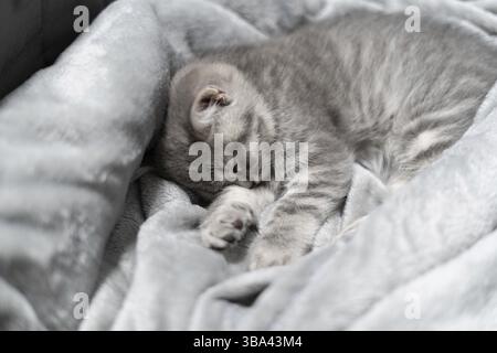 Piccolo gattino diritto scozzese grigio dorme dolcemente su copriletto grigio sul divano. Il tema è la cura e l'amore per gli animali domestici. Protezione e cura di indifesi ani Foto Stock