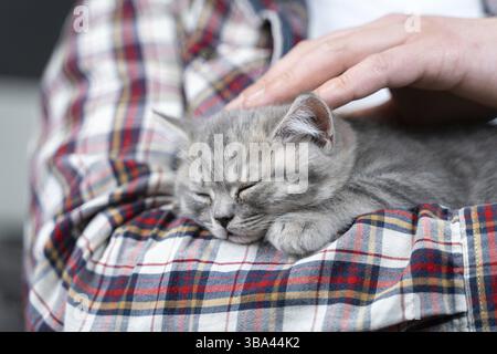 Il maschio caucasico tiene il piccolo gattino scozzese grigio carino dritto in braccia che si addormenta a casa sul divano. Uomo mani tenere in sicurezza piccolo sonno britannico Foto Stock