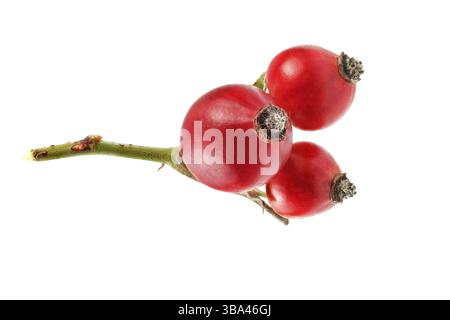 Rosehips (Rosa Canina Fruits) isolati su sfondo bianco, Liptovsky Hradok, Slovacchia, Europa Foto Stock