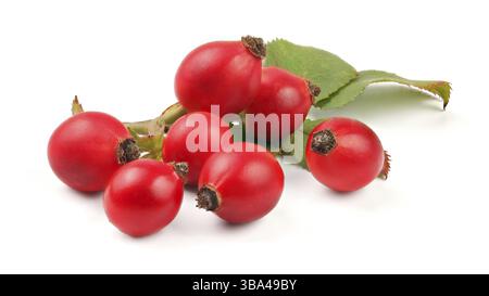 Rosehips (Rosa canina Fruits) isolati su sfondo bianco, Liptovsky Hradok, Slovacchia, Europa Foto Stock