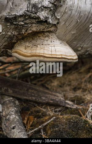 Fomitopsis betulina (precedentemente Piptoporus betulinus), comunemente noto come il polipo di betulla, staffa di betulla, o strop di rasoio, è un fungo comune della staffa Foto Stock
