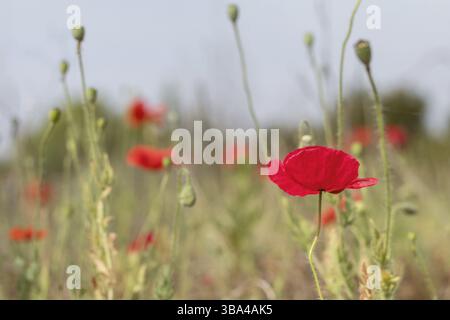 Campo di fiori di papavero rosso brillante in estate. Profondità di campo ridotta. Sole Foto Stock