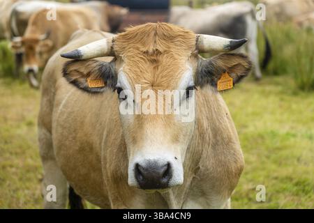 Mucche da limousine. Bestiame nella prateria francese. Le vacche brune di bovini francesi la Maraishine allevano pascoli nella regione francese settentrionale della Bretagna. ra libera Foto Stock
