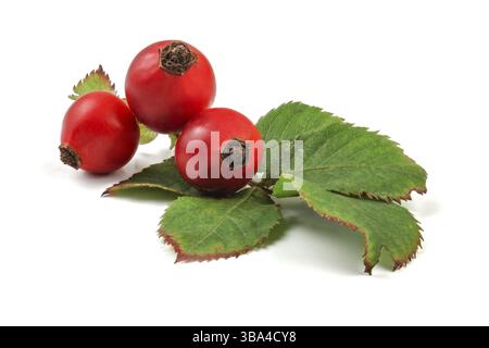 Rosa anche (Rosa Canina Fruits) con foglie isolate su sfondo bianco, Liptovsky Hradok, Slovacchia, Europa Foto Stock