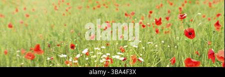 Wild red poppies growing in field of unripe green wheat - wide banner, Ruzomberok, Slovakia, Europe Foto Stock