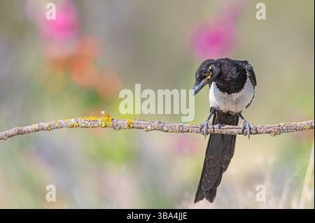 Corvo arroccato sul ramo dei licheni su sfondo colorato e sfocato. Magpie eurasiatiche, Pica pica. Foto Stock