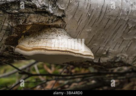 Fomitopsis betulina (precedentemente Piptoporus betulinus), comunemente noto come il polipo di betulla, staffa di betulla, o strop di rasoio, è un fungo comune della staffa Foto Stock