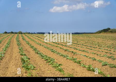 Campi coltivati a cavolo in Bretagna nella campagna francese. Vista di un campo verde cavolo patch in Bretagna, Francia. Cavolo bianco, campo cavolo, ve Foto Stock